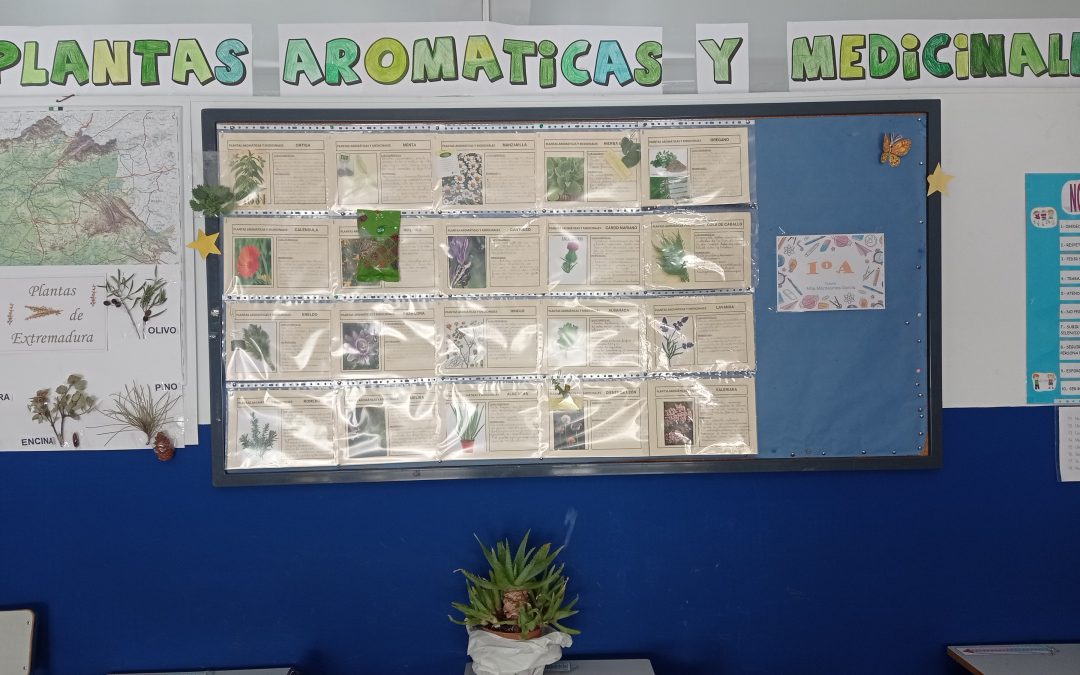 Aromatic and medicinal plants (sensorial workshop)